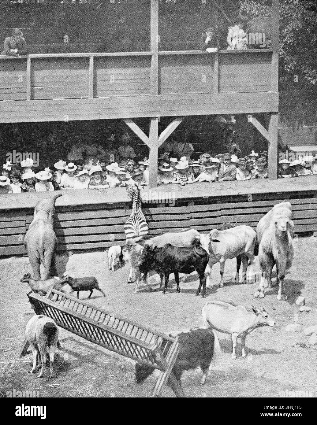 Scena zoologica, spettatori che osservano vari animali nei recinti, ambientazione all'aperto, incisione del XIX secolo. Foto Stock