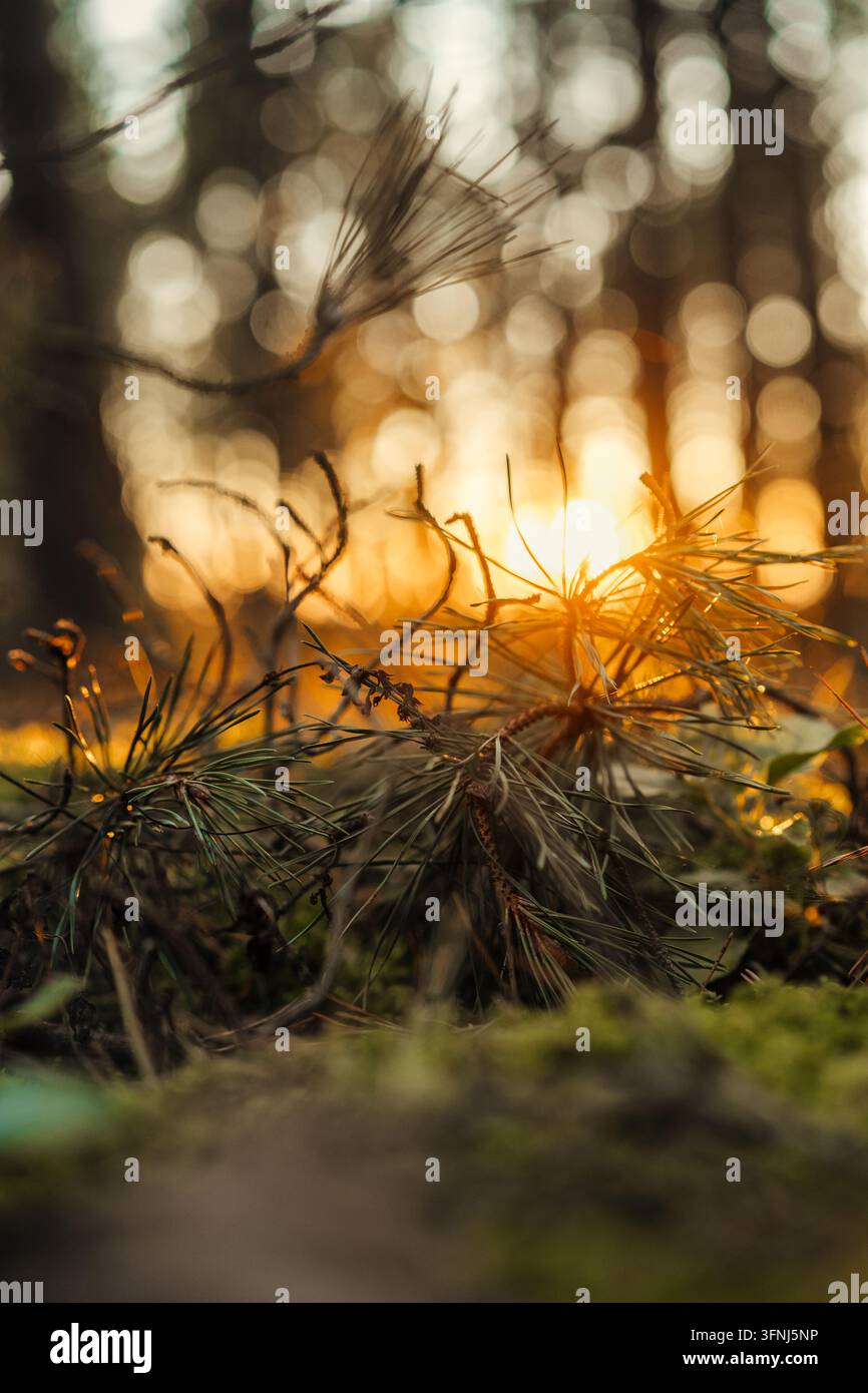 La calda luce dorata filtra attraverso le delicate aghi di pino sul suolo della foresta, creando una scena boschiva tranquilla con un morbido bokeh, ombre ricche e na Foto Stock