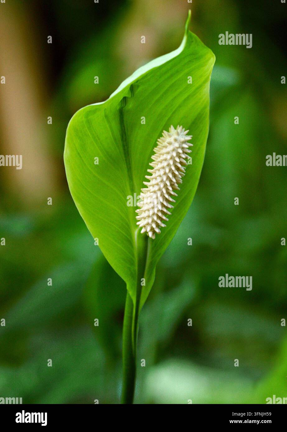 Lirio della pace di Friedrichsthal, Lirio della pace gigante, Lirio della pace a foglia stretta o Lirio della pace, Spathiphyllum friedrichsthalii, Araceae. Nicaragua alla Colombia. Foto Stock