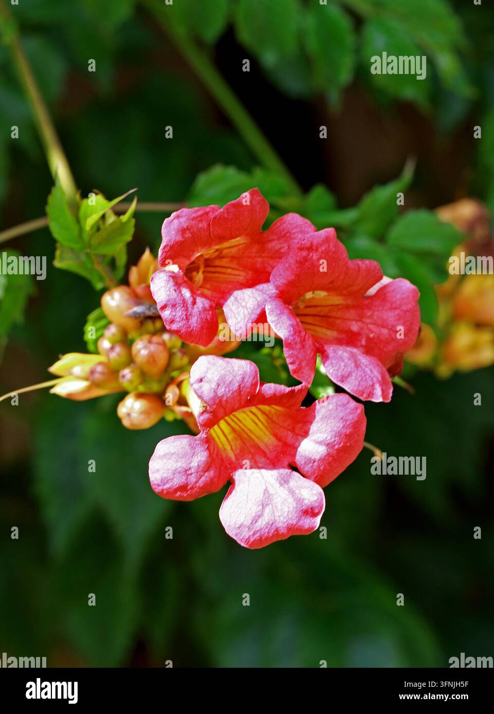 Viticchia, Viticchia gialla o Trombetta, Campsis radicans, Bignoniaceae. Sud-est degli Stati Uniti, Nord America. Foto Stock