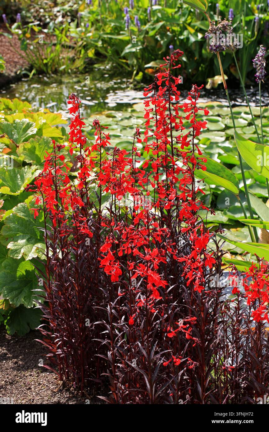 Fiore cardinale, Lobelia cardinalis "Queen Victoria", Lobelioideae, Campanulaceae. Americhe. Foto Stock