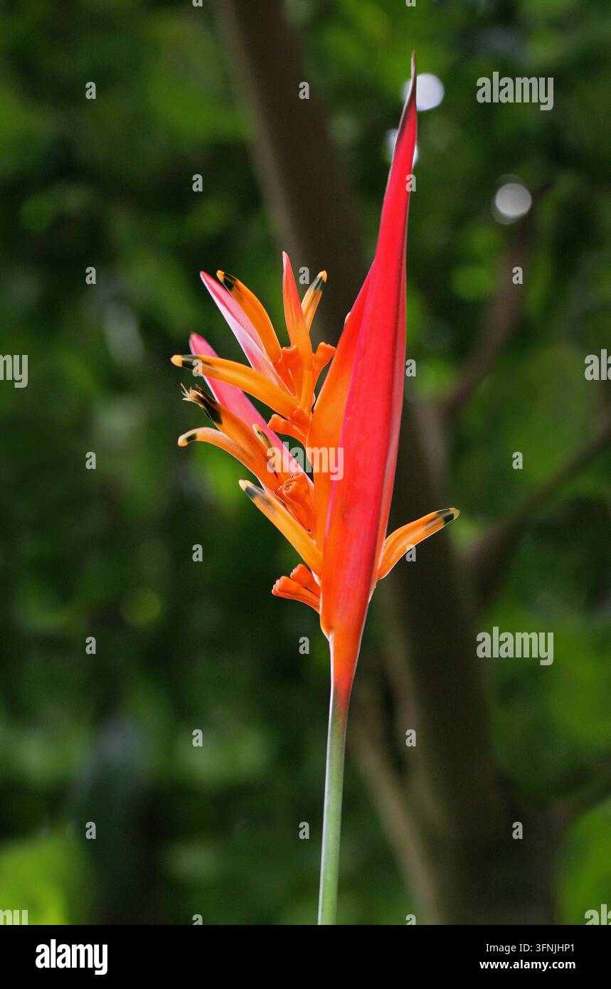 Fiore pappagallo, Heliconia psittacorum, Heliconiaceae. Caraibi e America del Sud settentrionale. Conosciuto anche come becco di pappagallo, fiore pappagallino, fiore pappagallo. Foto Stock
