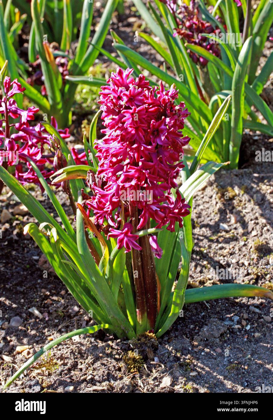 Giacinto comune, Giacinto da giardino o Giacinto olandese, Hyacinthus orientalis "Woodstock", Asparagaceae (Hyacinthaceae). Asia occidentale. Foto Stock