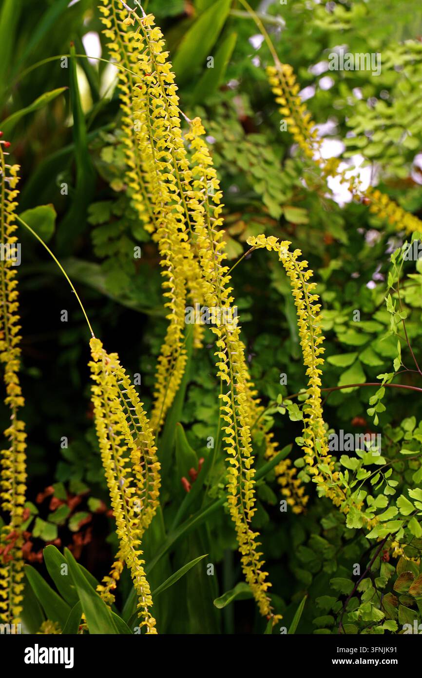 Orchidea a catena dorata, Dendrochilum filiforme, Coelogyne filiforme, syn. Dendrochilum filiforme, Orchidaceae. Filippine, Asia. Orchidea a catena dorata. Foto Stock