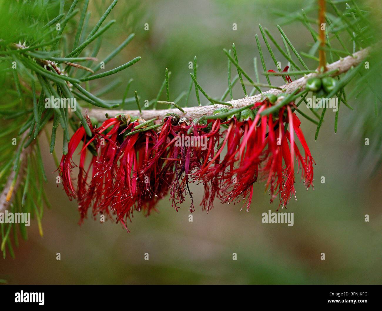 Spazzolino unilaterale o Busco a rete comune, Calothamnus quadrifidus, Myrtaceae. Australia. Calothamnus quadrifidus, noto come spazzolino unilaterale. Foto Stock