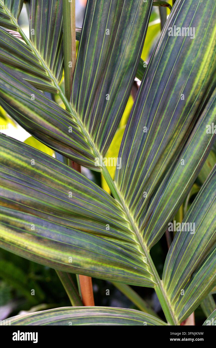 Palma di Kuhl, Palma di canna d'avorio, Pinanga coronata, Arecaceae (Palmae). Malesia, Asia. Pinanga coronata, comunemente nota come Palma di canna d'avorio. Foto Stock