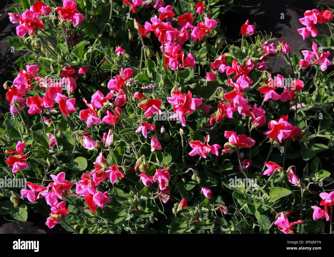 Piselli dolci, Lathyrus odoratus, Fabacee. Prove al Royal Horticultural Gardens, Wisley, Woking, Surrey. Il pisello dolce, Lathyrus odoratus. Foto Stock