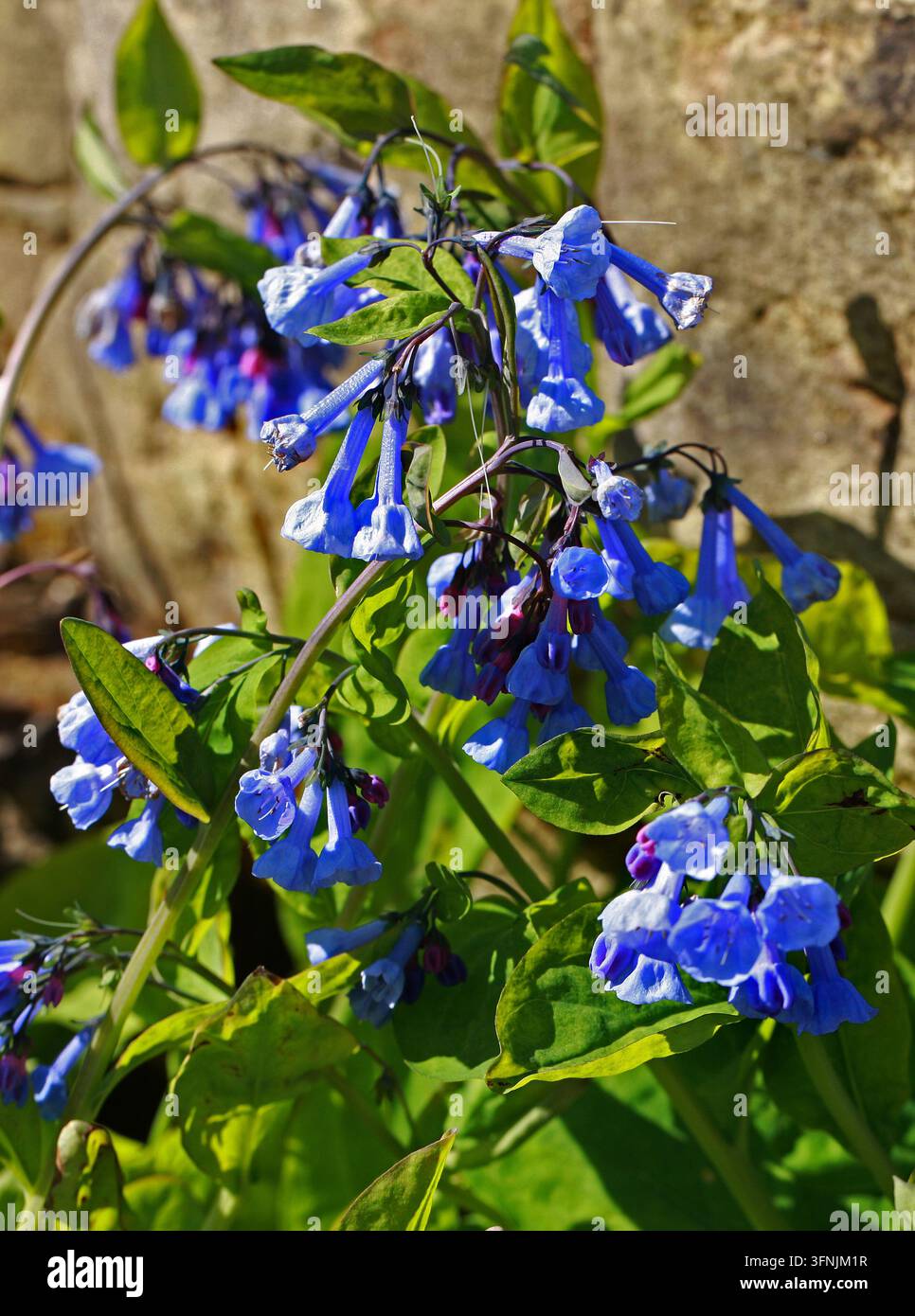 Virginia Bluebells, Virginia Cowslip, Lungwort Oysterleaf o Roanoke Bells, Mertensia virginica, Boraginaceae. Nord America. Foto Stock