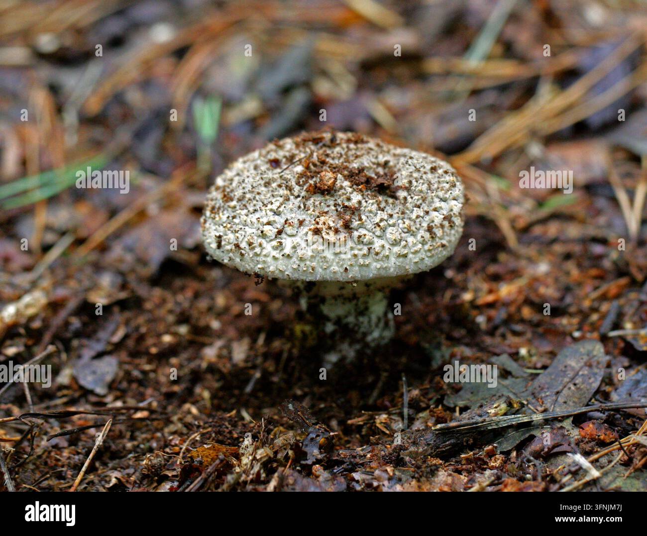 Amanita solitaria, Amanita echinocephala (Syn. A. solitaria), Amanitaceae. Regno Unito. Specie rara, vulnerabile nella Lista Rossa. Foto Stock
