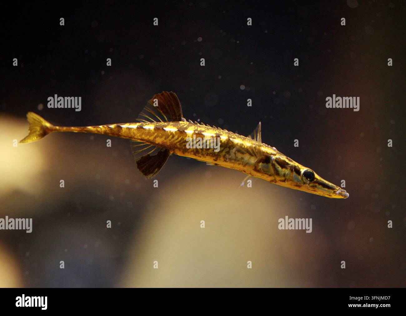 Accipitrige marino, Accipitrige a quindici spine o Accipitrige a quindici spine, Spinachia spinachia, Gasterosteidae. Oceano Atlantico nord-orientale. Foto Stock