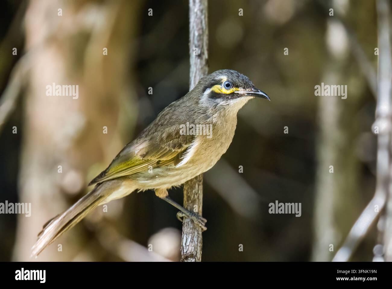 Mielatore dalla faccia gialla (Caligavis chrysops) in posa su un ramo Foto Stock