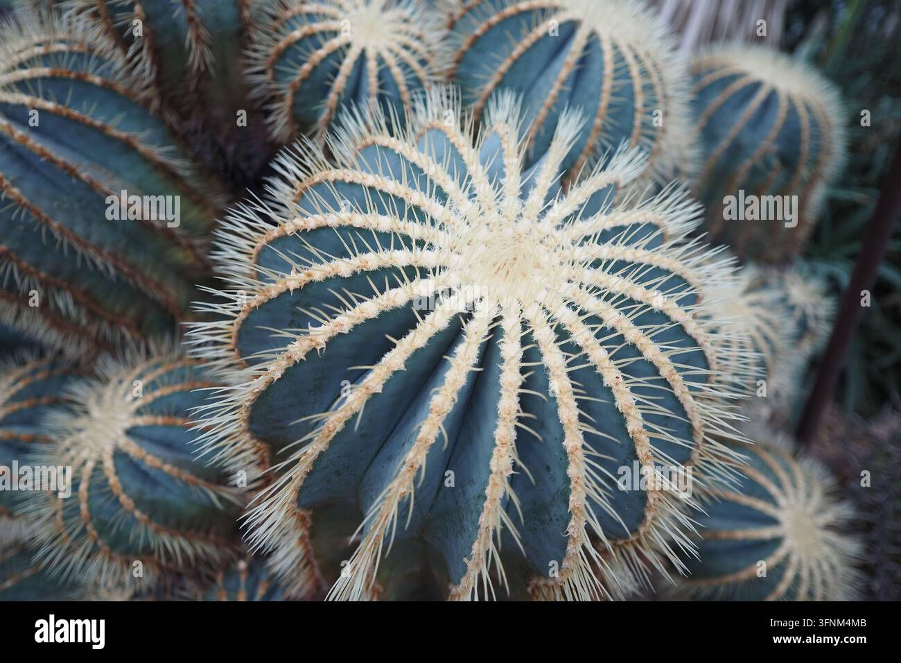 Cactacee con spine in un giardino botanico durante il giorno Foto Stock