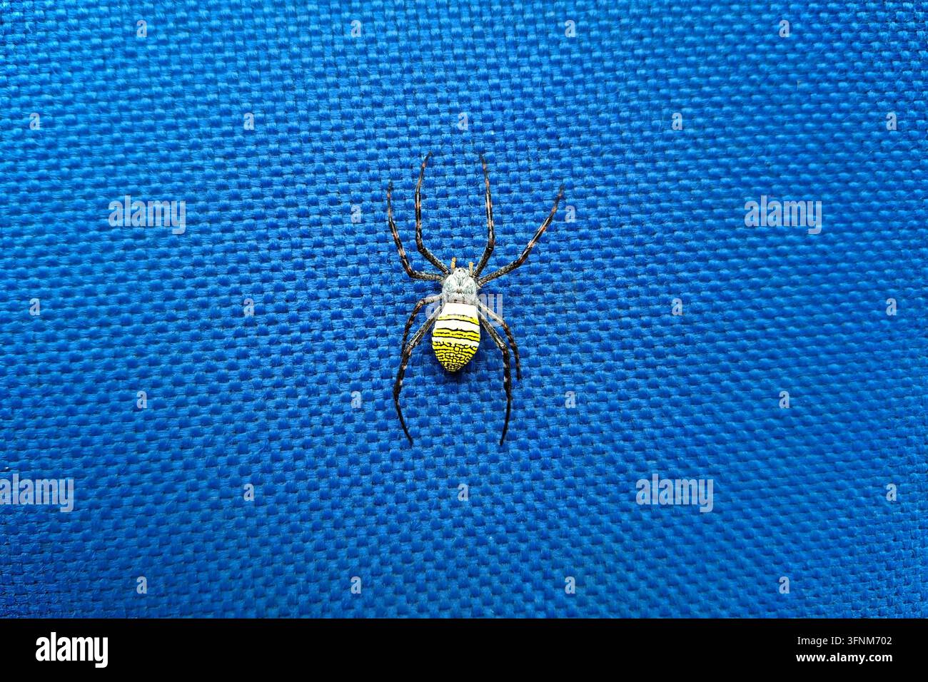 Scatto ad angolo alto di una sorprendente ragnatela Argiope gialla e nera con dettagliati motivi a rete sull'addome, poggiata su uno sfondo blu texture Foto Stock