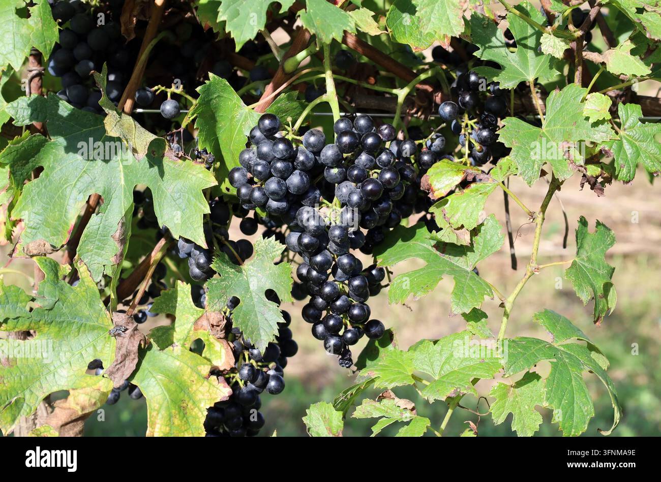 Un grappolo singolo di uva Cabernet Franc a buccia nera tra le foglie della vigna al momento della vendemmia. Foto Stock