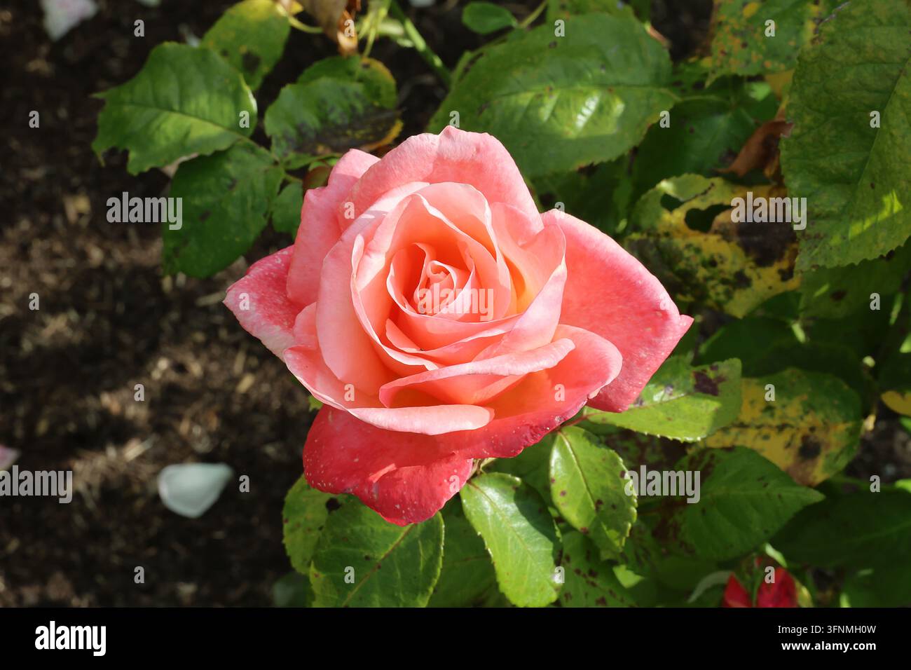 Rosa 'Silver Jubilee'. Primo piano di un unico fiore di rosa Hybrid Tea con petali rosa, crema e albicocca. Allevatore: David Austin. Foto Stock