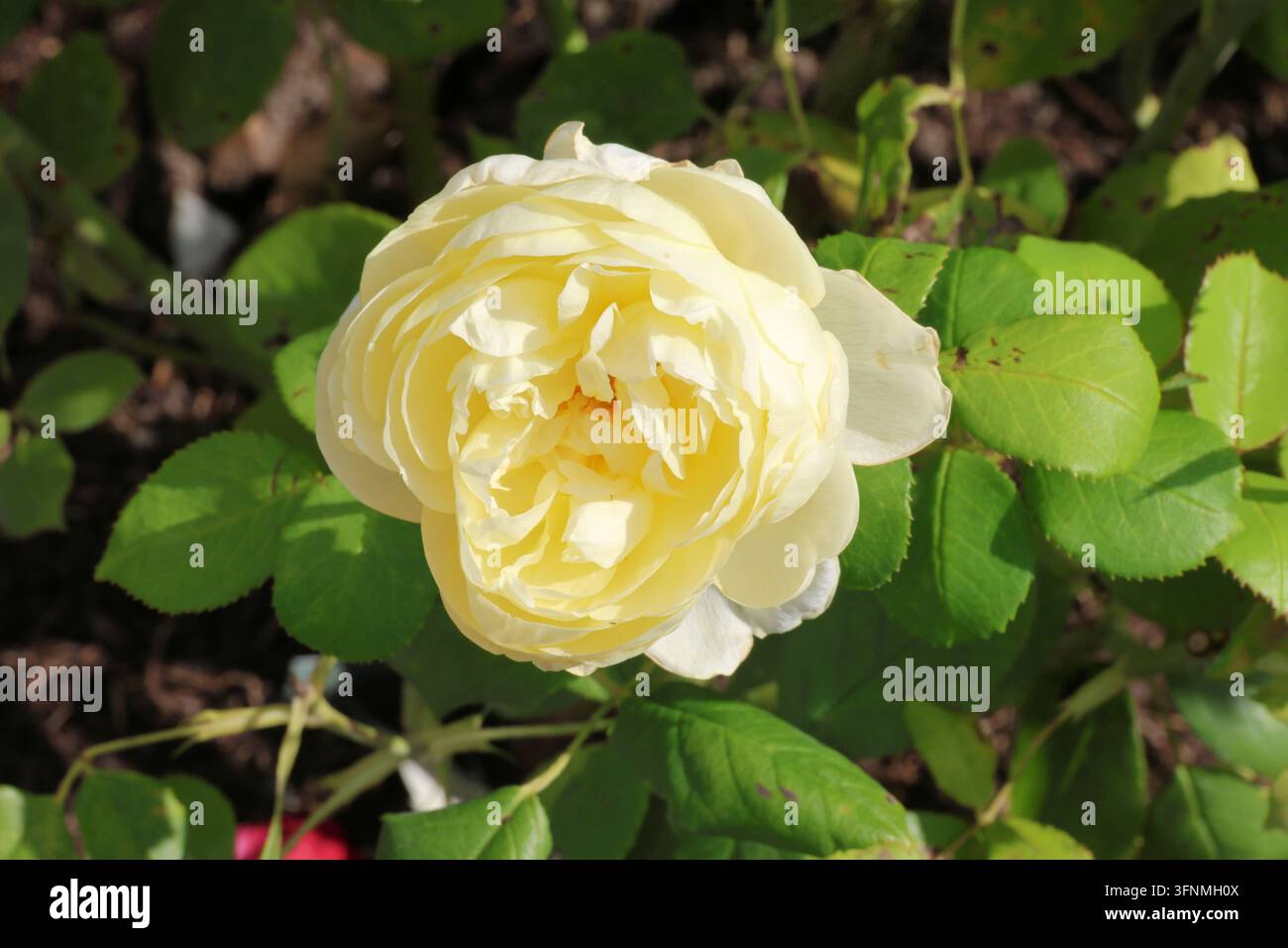 Rosa [Vanessa Bell] ('Auseasel'). Primo piano di una singola rosa cespugliosa inglese giallo pallido con occhio giallo burro. Allevatore David Austin. Foto Stock