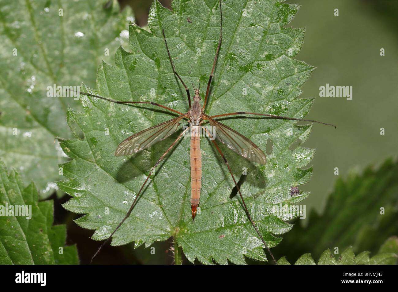 MOSCA CRANE (famiglia Tipulidae, forse Tipula sp,) femmina appoggiata su una foglia di ortica, Regno Unito. Foto Stock