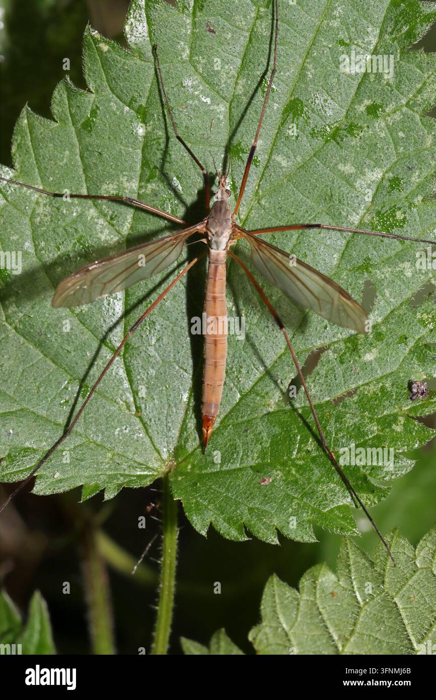 Zanzara cranica (famiglia Tipulidae, forse Tipula sp.) femmina posata su una foglia di ortica, Regno Unito. Foto Stock