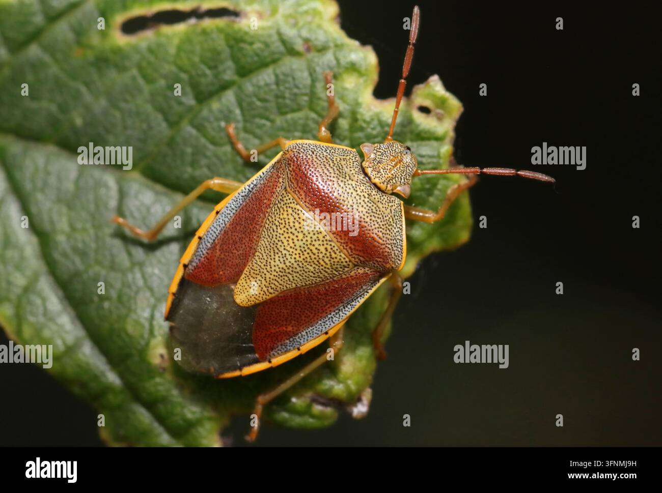 CICADELLA DELLE QUERCE (Piezodorus lituratus) su una foglia di acero, Regno Unito. Foto Stock