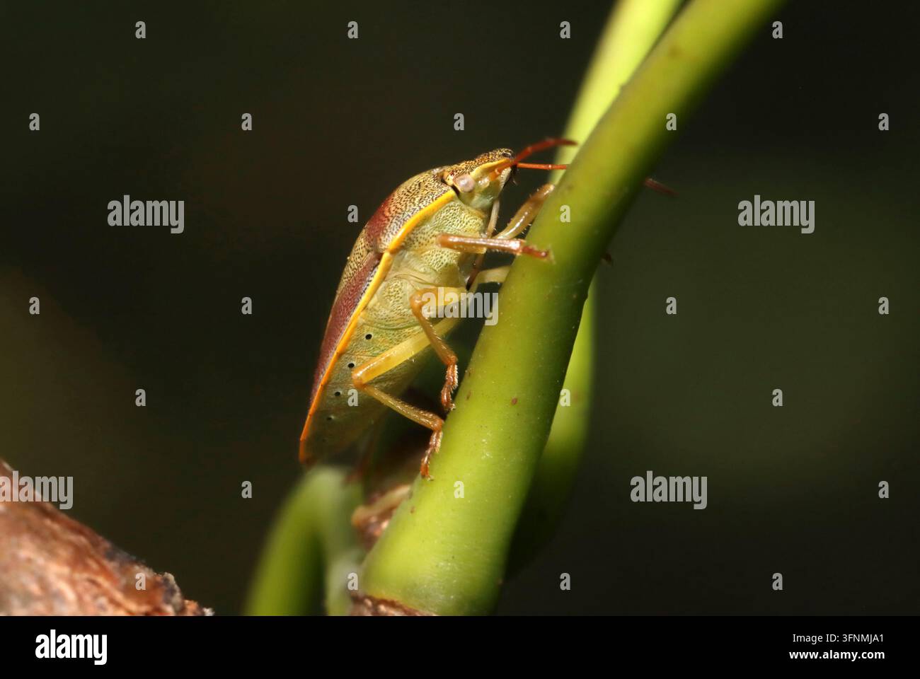 Ricarica (Piezodorus lituratus) che mostra gli spiracoli, Regno Unito. Foto Stock
