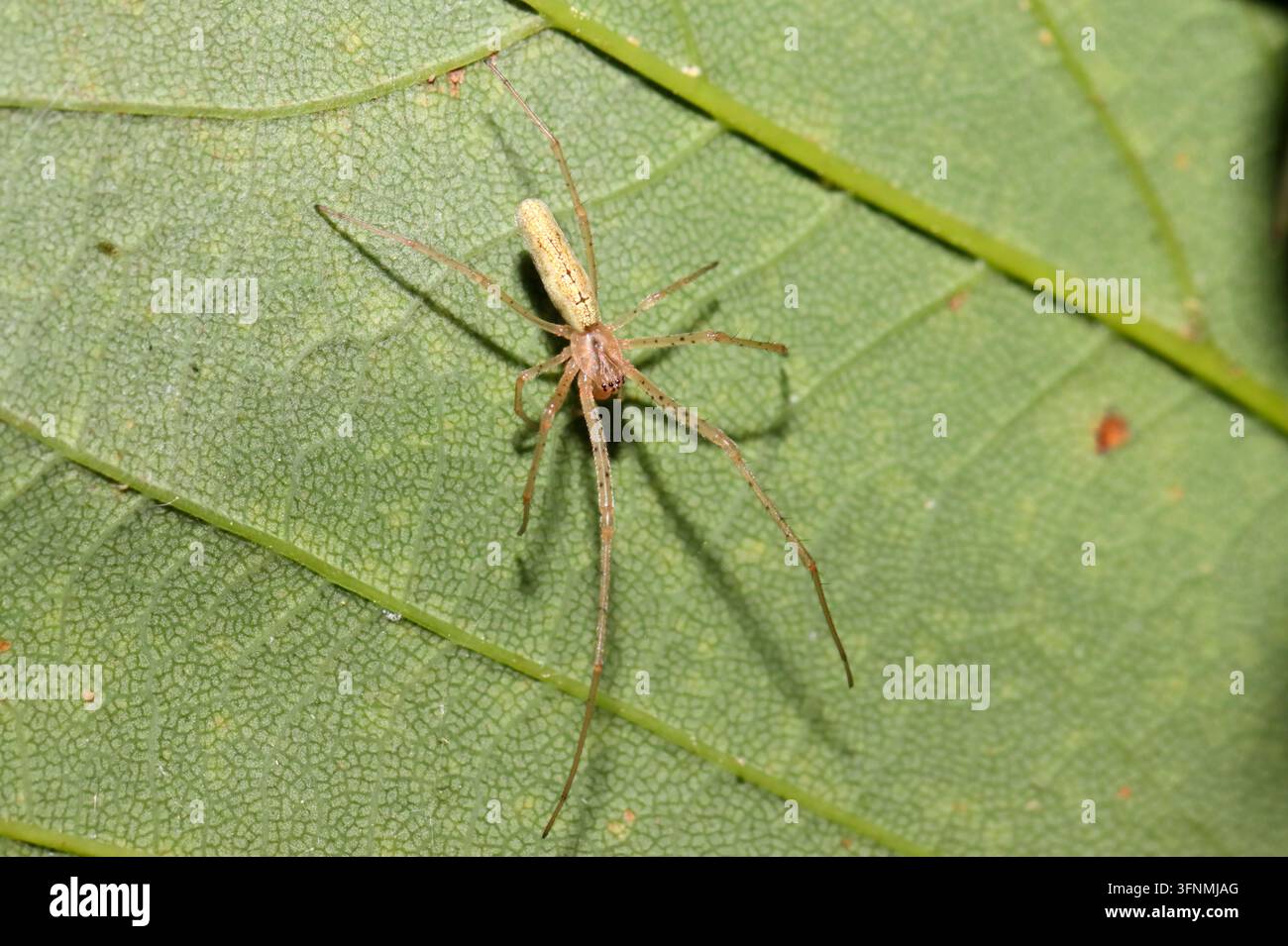 Un ragno tessitore dalle mascelle lunghe, probabilmente Tetragnatha extensa o Tetragnatha montana, che riposa sulla pagina inferiore di una foglia di platano, Regno Unito. Foto Stock