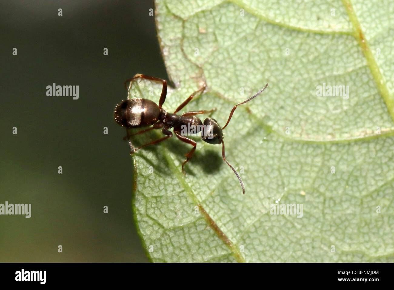 Una formica operaia nera (Formicinae / Lasius sp o Formica sp) che cerca cibo su una foglia, Regno Unito. Foto Stock