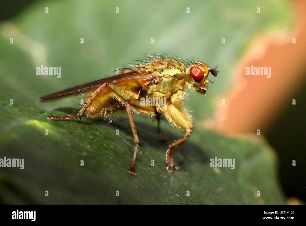 CIMICE DEL BOLLO GIALLA (Scathophaga stercoraria) su una foglia, Regno Unito. Foto Stock