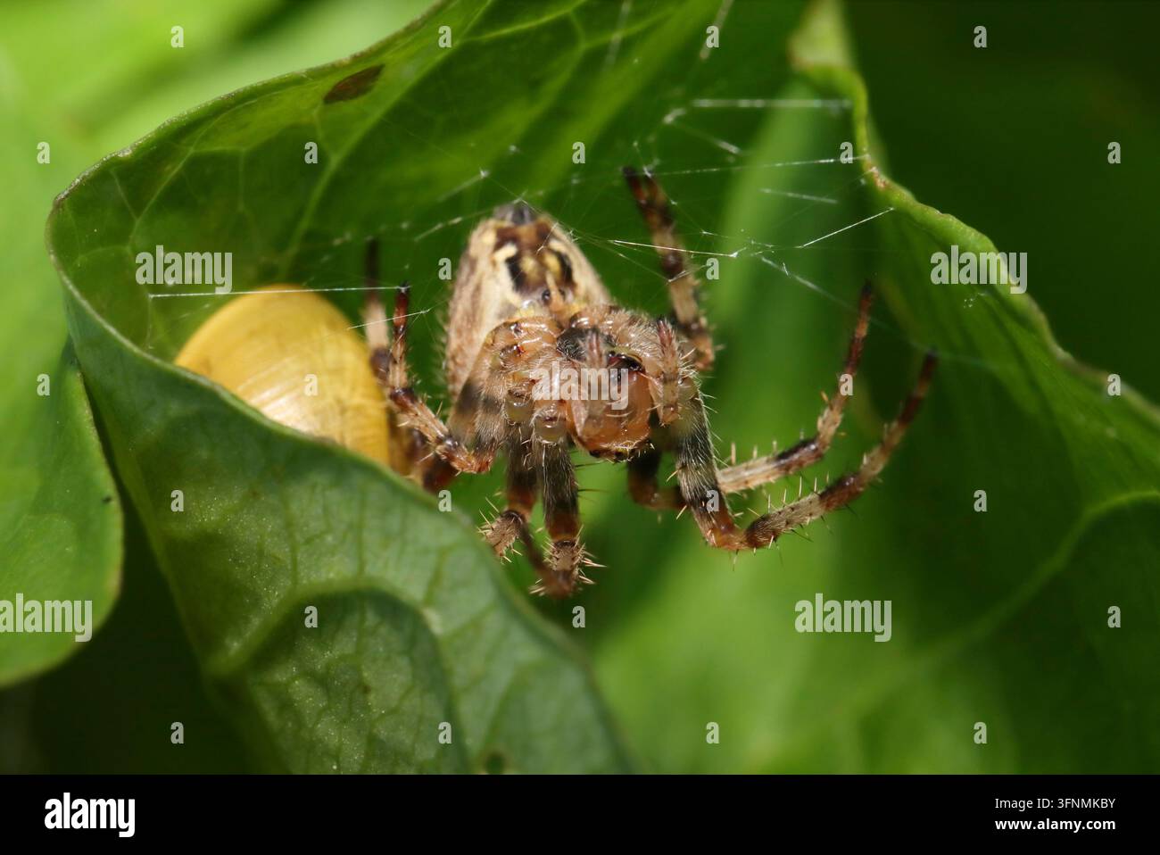 RAGNATELA DEL GIARDINO (Araneus diadematus) nel suo rifugio, Regno Unito. Foto Stock