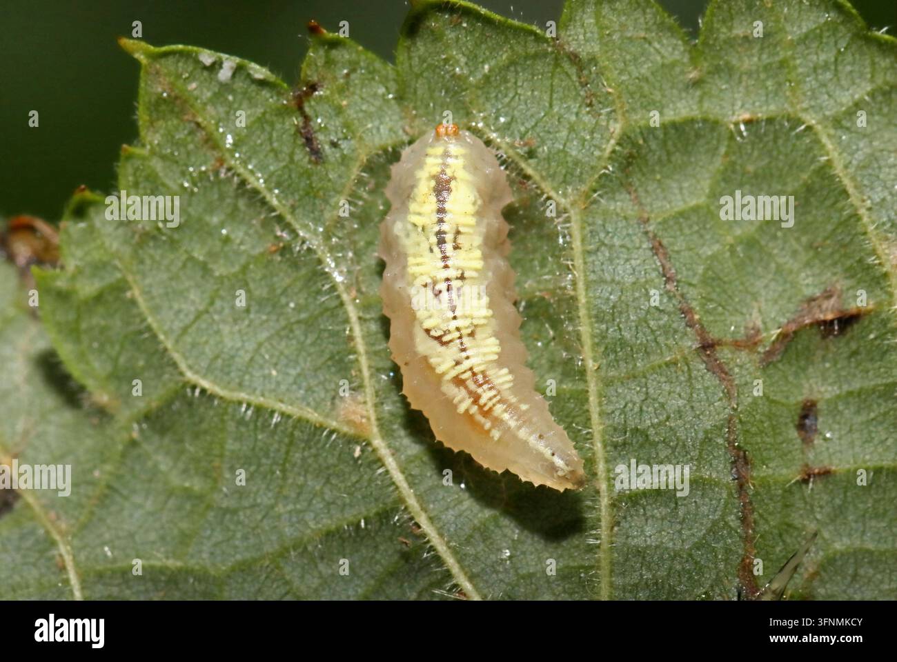 LARVA DI SIRFIDE (famiglia Syrphidae) sulla faccia inferiore di una foglia di lino (Tilia sp), Regno Unito. Foto Stock