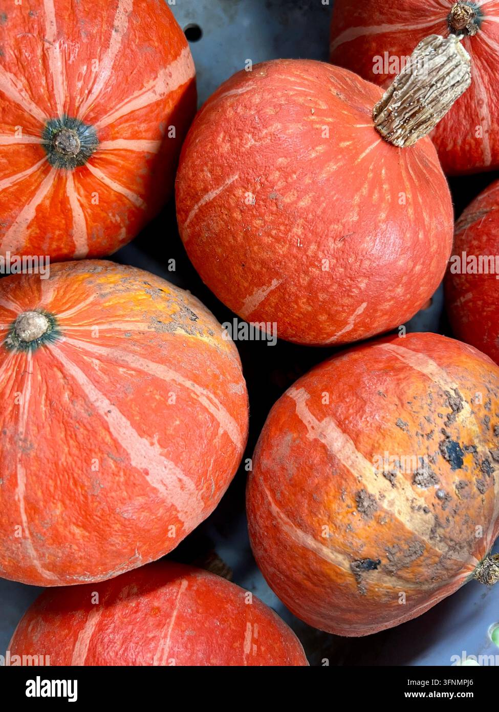 Zucca e cavolfiori arancioni esposti insieme in un mercato di prodotti freschi. Foto Stock