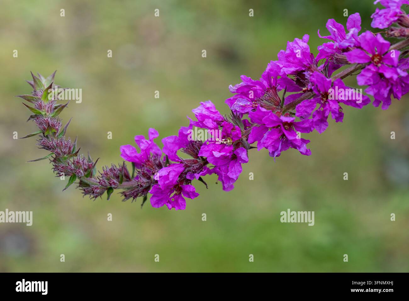 Fiori di Lythrum salicaria viola con spazio di copia, Lythrum salicaria in fiore con sfondo morbido e spazio di copia Foto Stock