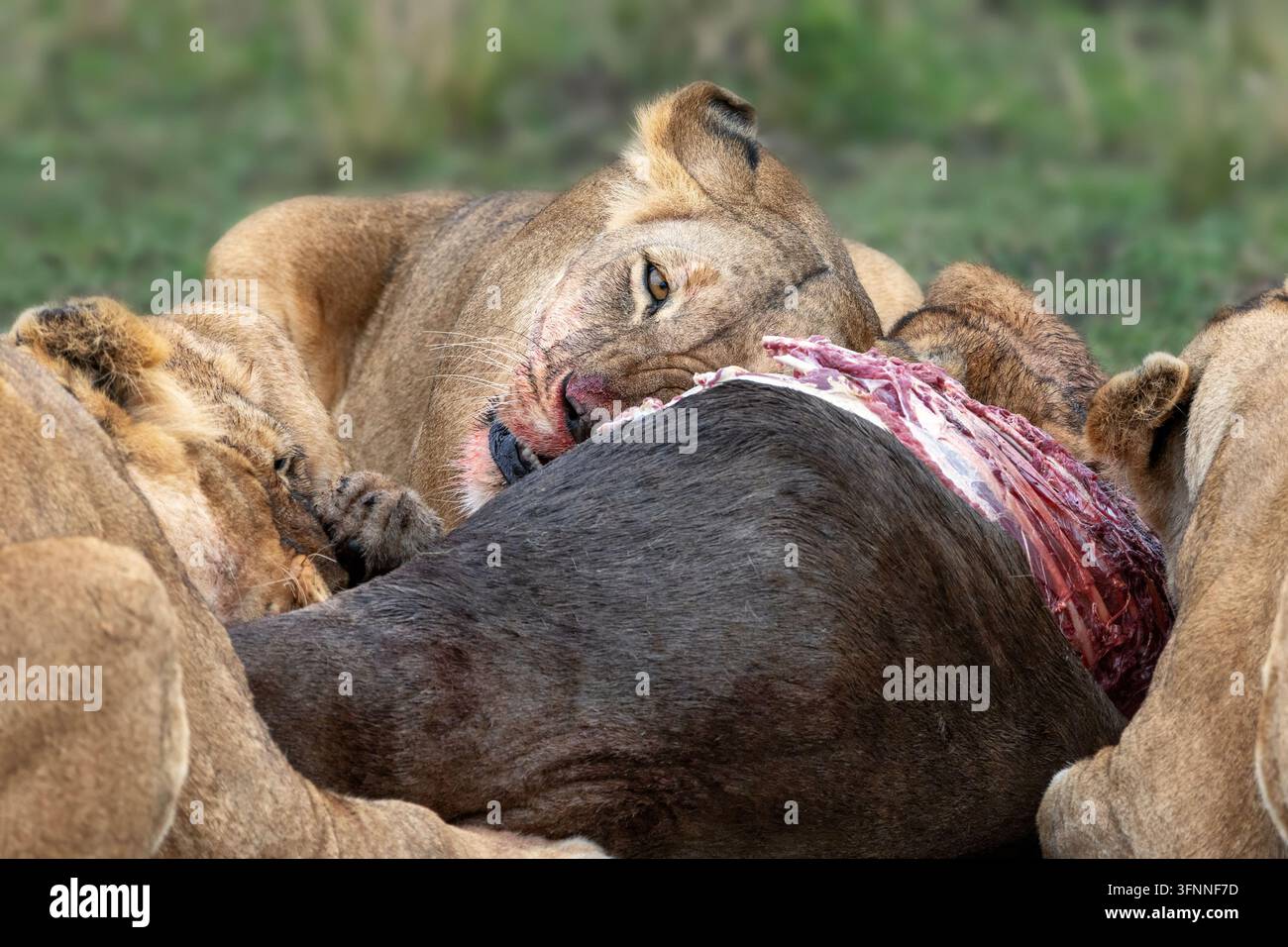 Un branco di leoni, Panthera leo, banchetta sulla carcassa di un gnu, Connochaetes taurinus mearnsi. Masai Mara, Kenya, durante la migrazione annuale Foto Stock