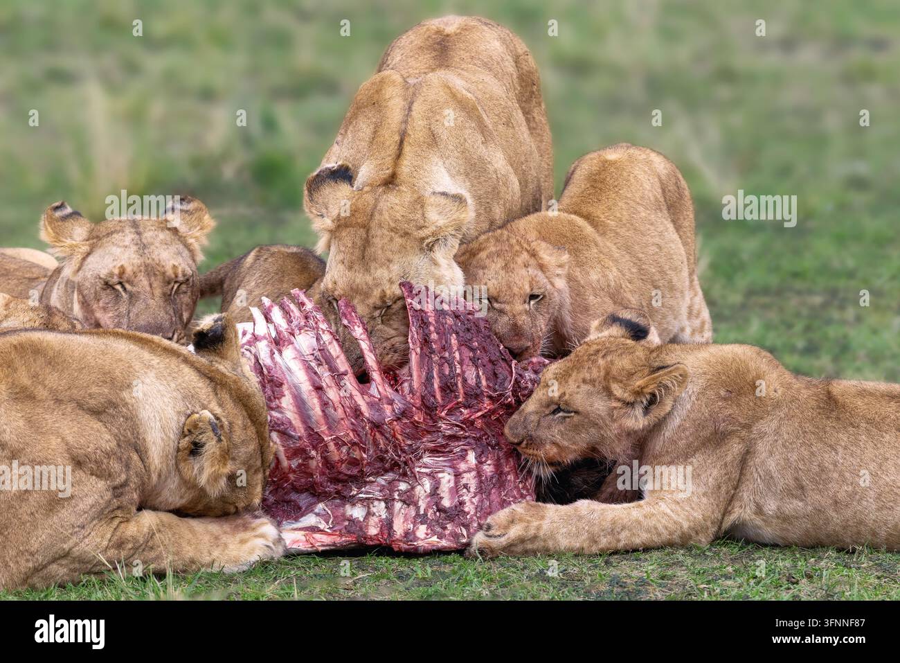 Un branco di leoni, Panthera leo, banchetta sulla carcassa di un gnu, Connochaetes taurinus mearnsi. Masai Mara, Kenya, durante la migrazione annuale Foto Stock