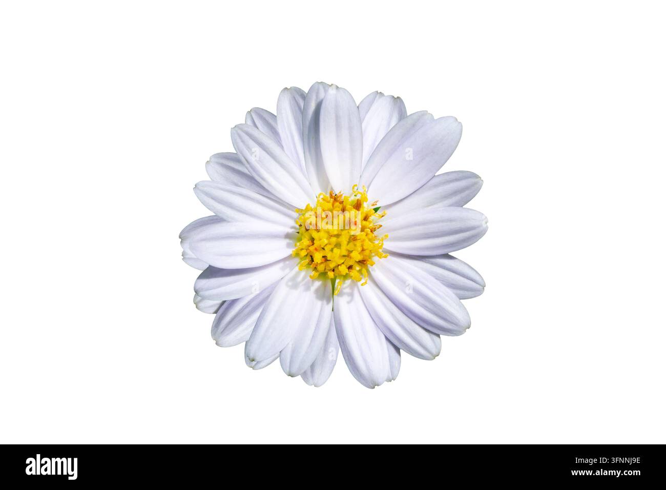 Testa singola di fiore di margherita bianca isolata su sfondo bianco, ripresa macro dall'alto della margherita in fiore con centro di polline giallo. Foto Stock