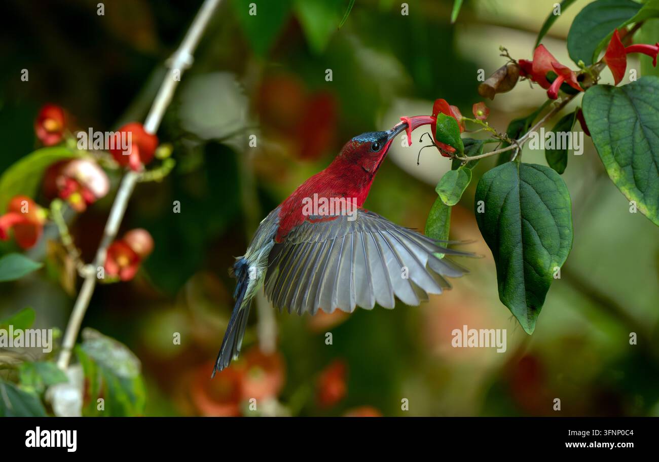 Coccinella rossa si nutre da un fiore tropicale Foto Stock