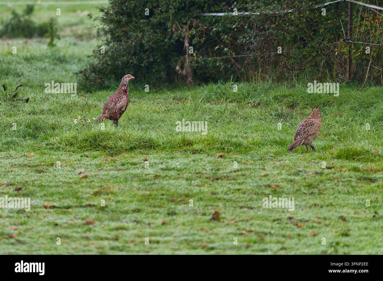 Due femmine di fagiani comuni (Phasianus colchicus) che camminano su un prato verde e rugiadoso vicino ad Amburgo, Germania. Foto Stock