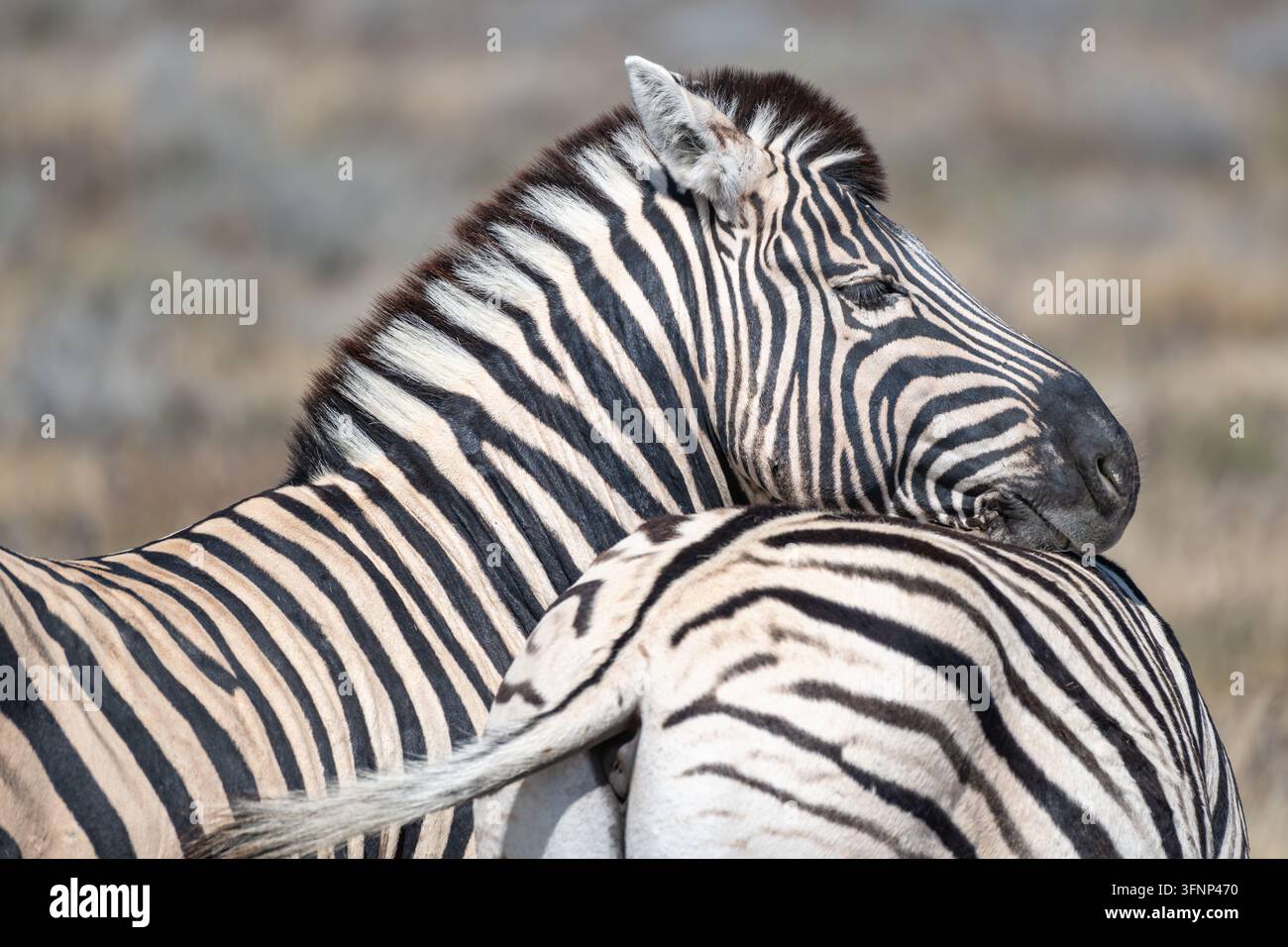 Primo piano di due zebre che si abbracciano, mostrando le loro sorprendenti strisce nere e bianche. L'immagine evoca un senso di tenerezza e connessione all'interno del Foto Stock