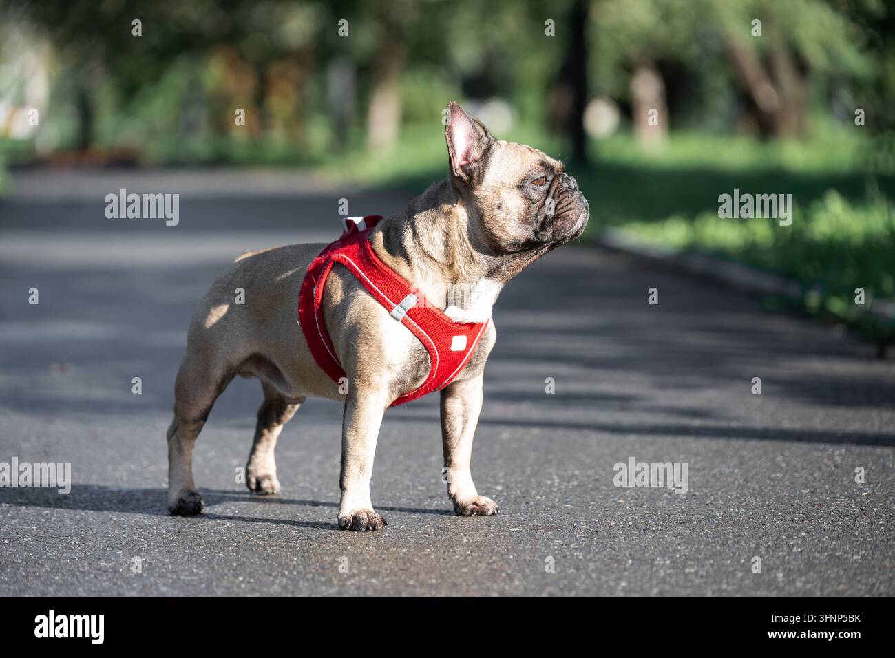 Abitudini di benessere degli animali domestici, razza popolare di bulldog, struttura muscolare e postura, e infrastrutture di cura attiva per animali domestici Foto Stock