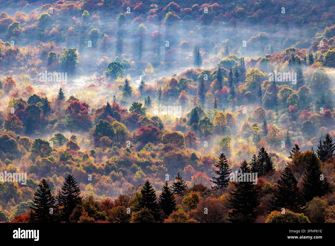 Nebbia mattutina e luce del sole attraverso la foresta autunnale vicino a Black Balsam Knob - Blue Ridge Parkway, North Carolina, USA Foto Stock