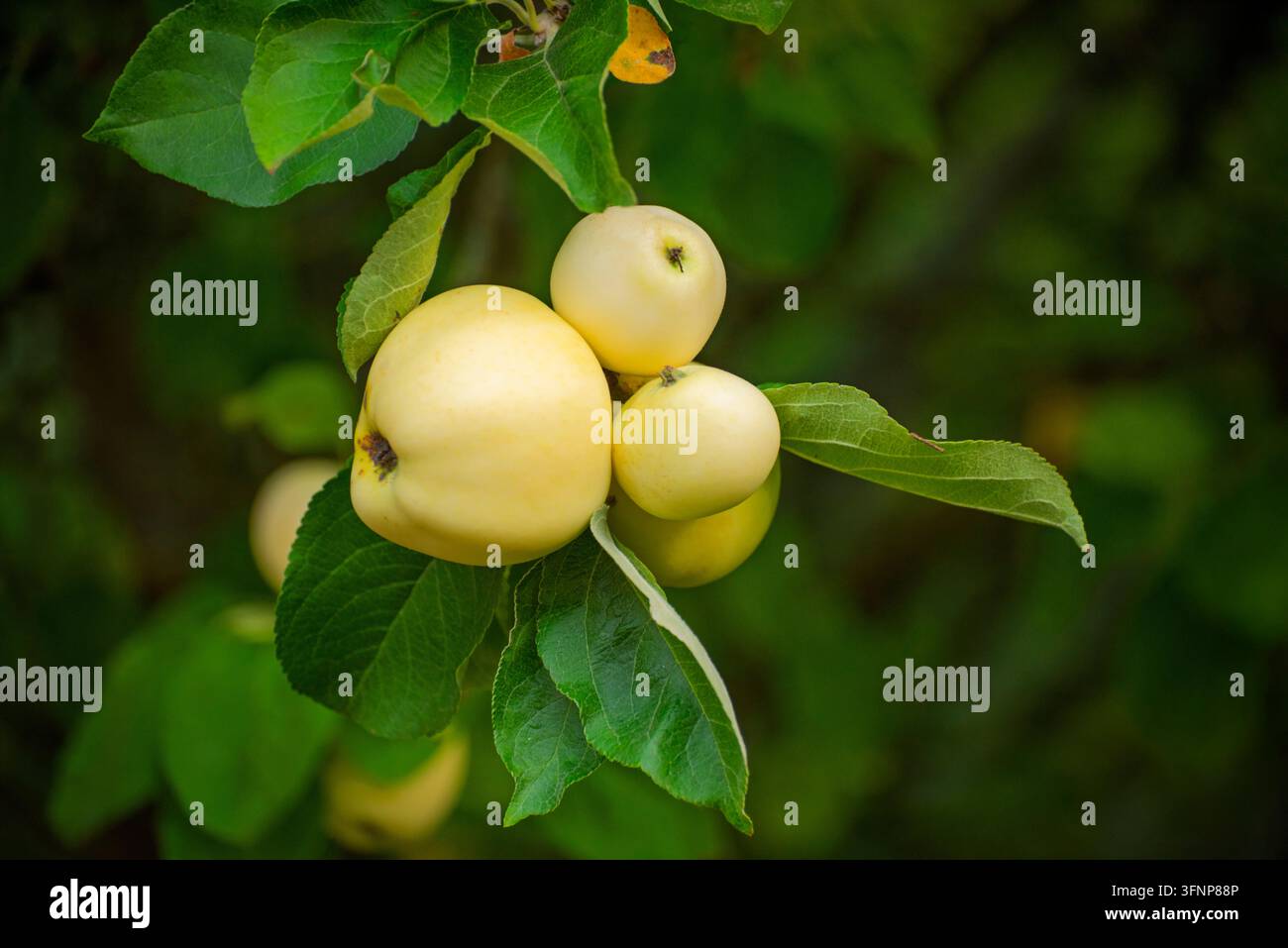 Alcune mele gialle e gustose appese al melo in autunno. Foto Stock