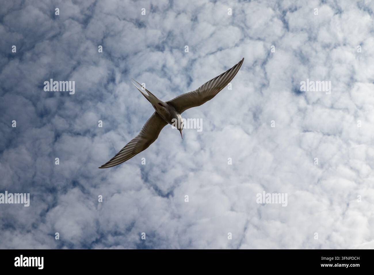 Sterna artica (Sterna paradisaea) uccello marino polare in volo contro un cielo nuvoloso con nuvole altocumulus, Isole Solovetski, Russia Foto Stock