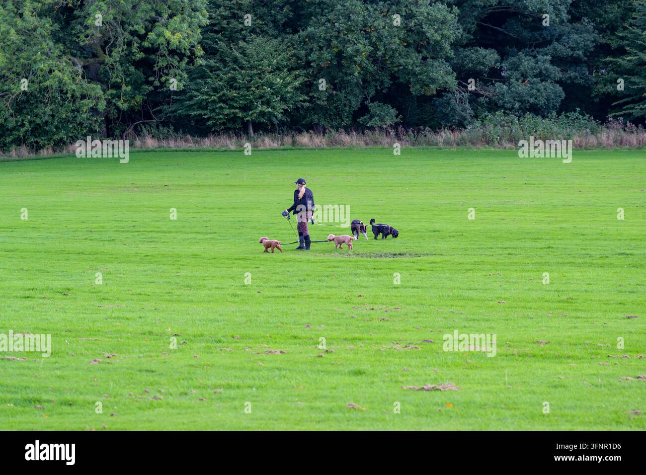 Una donna che passeggia con più cani al guinzaglio in un parco pubblico, Regno Unito Foto Stock