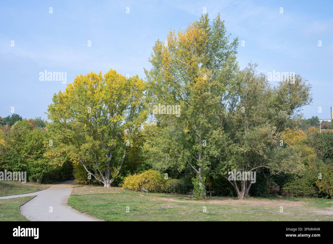 Alberi che iniziano a diventare gialli attorno a un sentiero lastricato e panchine nella valle di Prokop. Praga, Repubblica Ceca, 4 ottobre 2026. Foto Stock