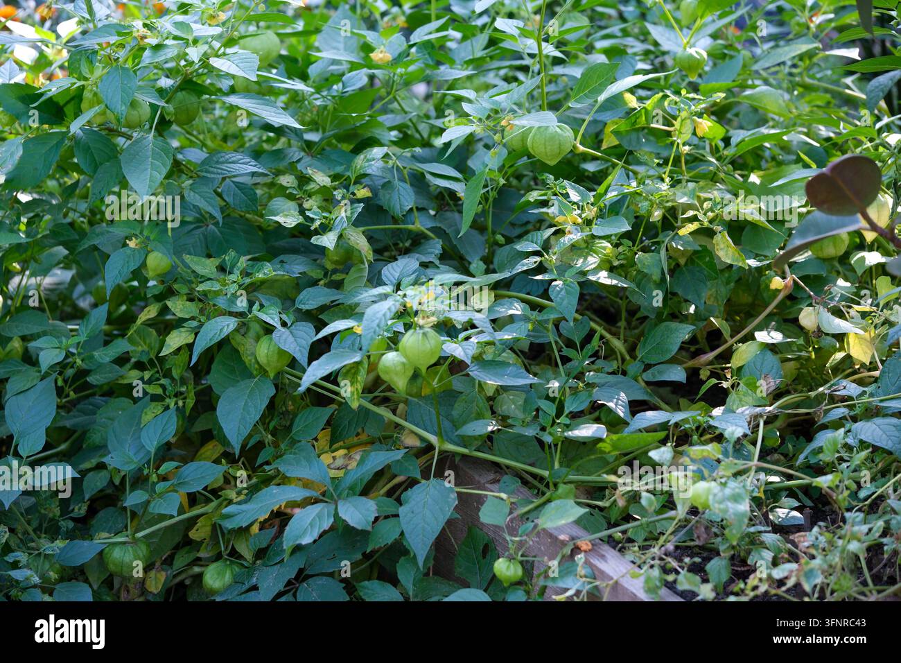 Foglie verdi dense creano uno sfondo naturale di fresco fogliame alla luce del giorno. Foto Stock