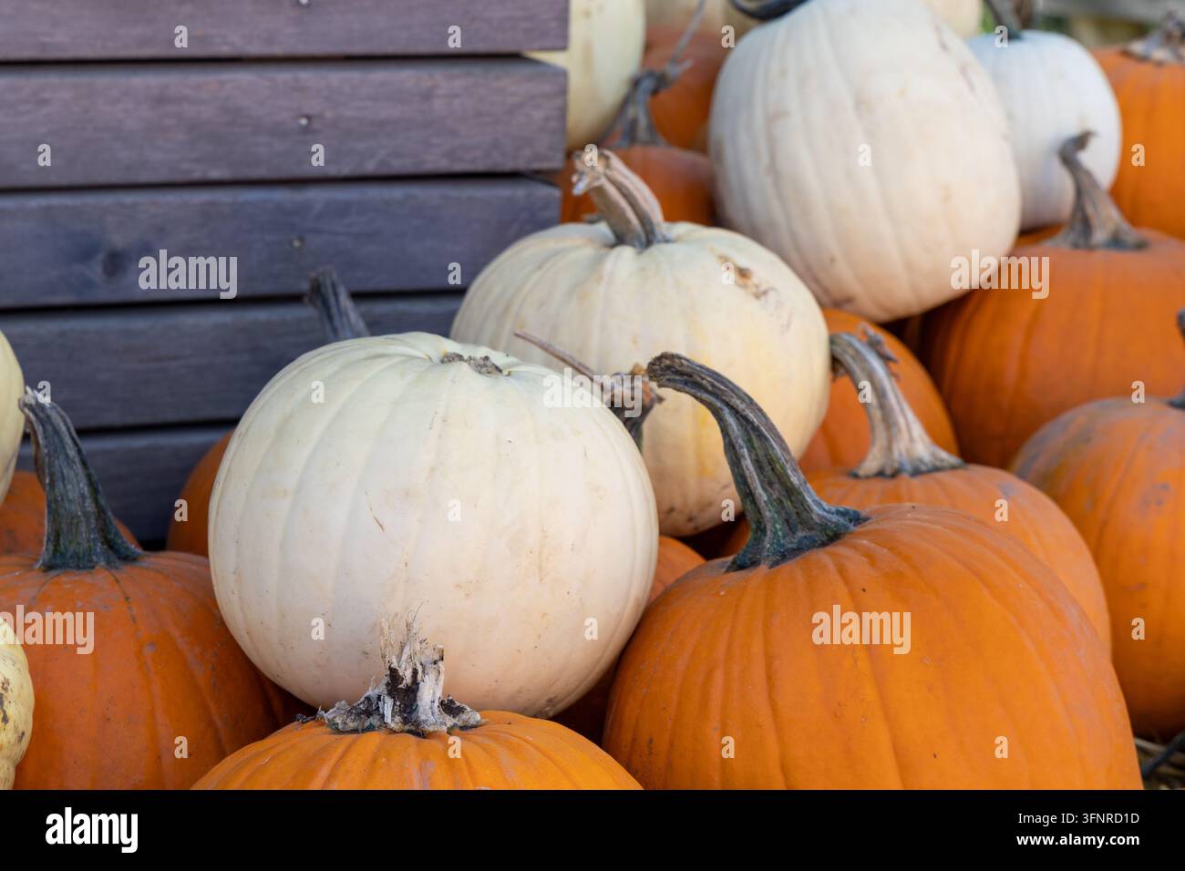 Zucca bianche e arancioni esposte su un muro di legno, raccolta autunnale, decorazione stagionale. Foto Stock