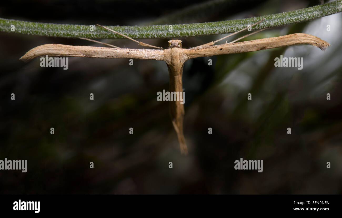 Plume Moth Emmelina Monodactiyla Foto Stock