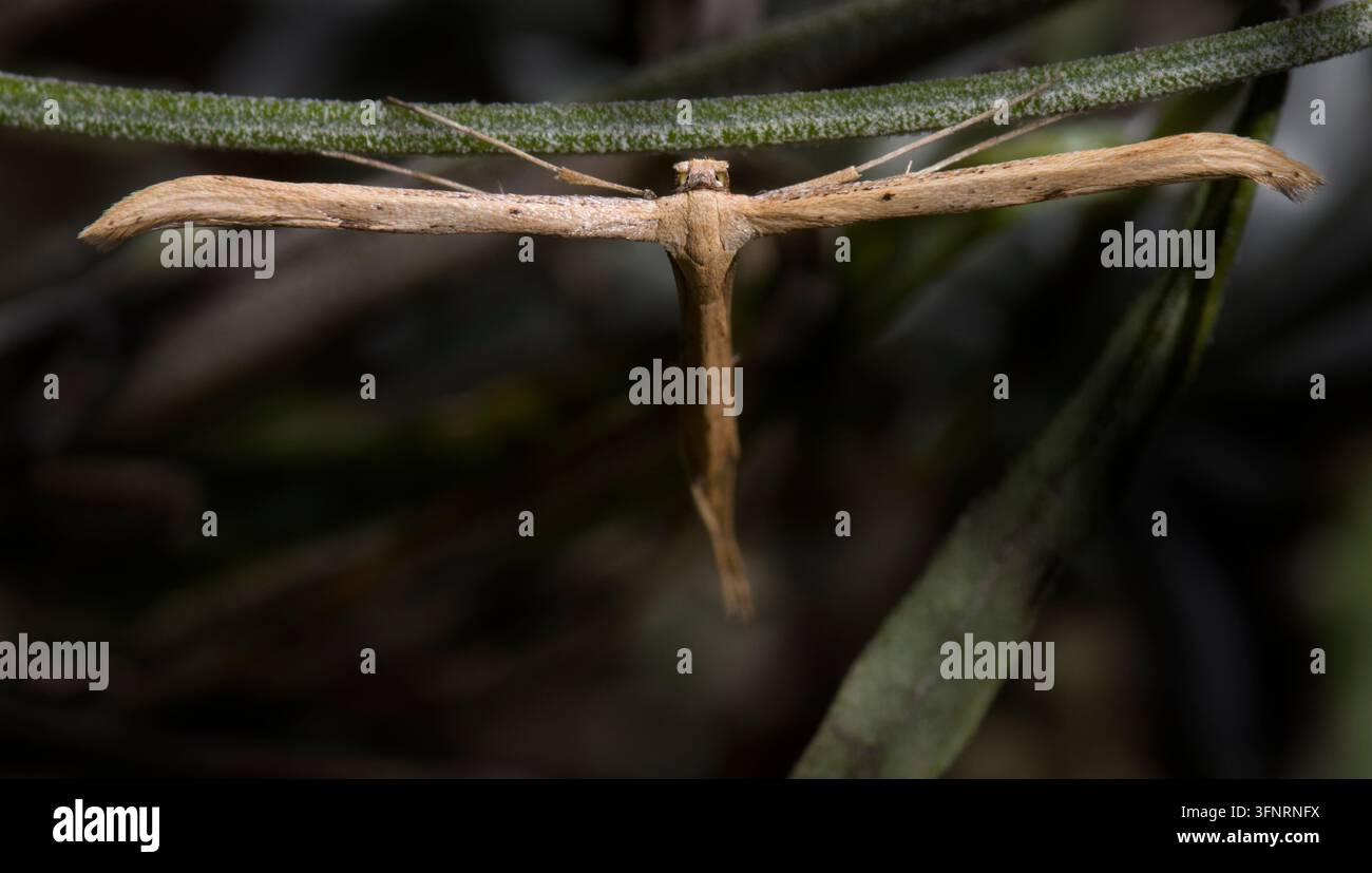 Plume Moth Emmelina Monodactiyla Foto Stock