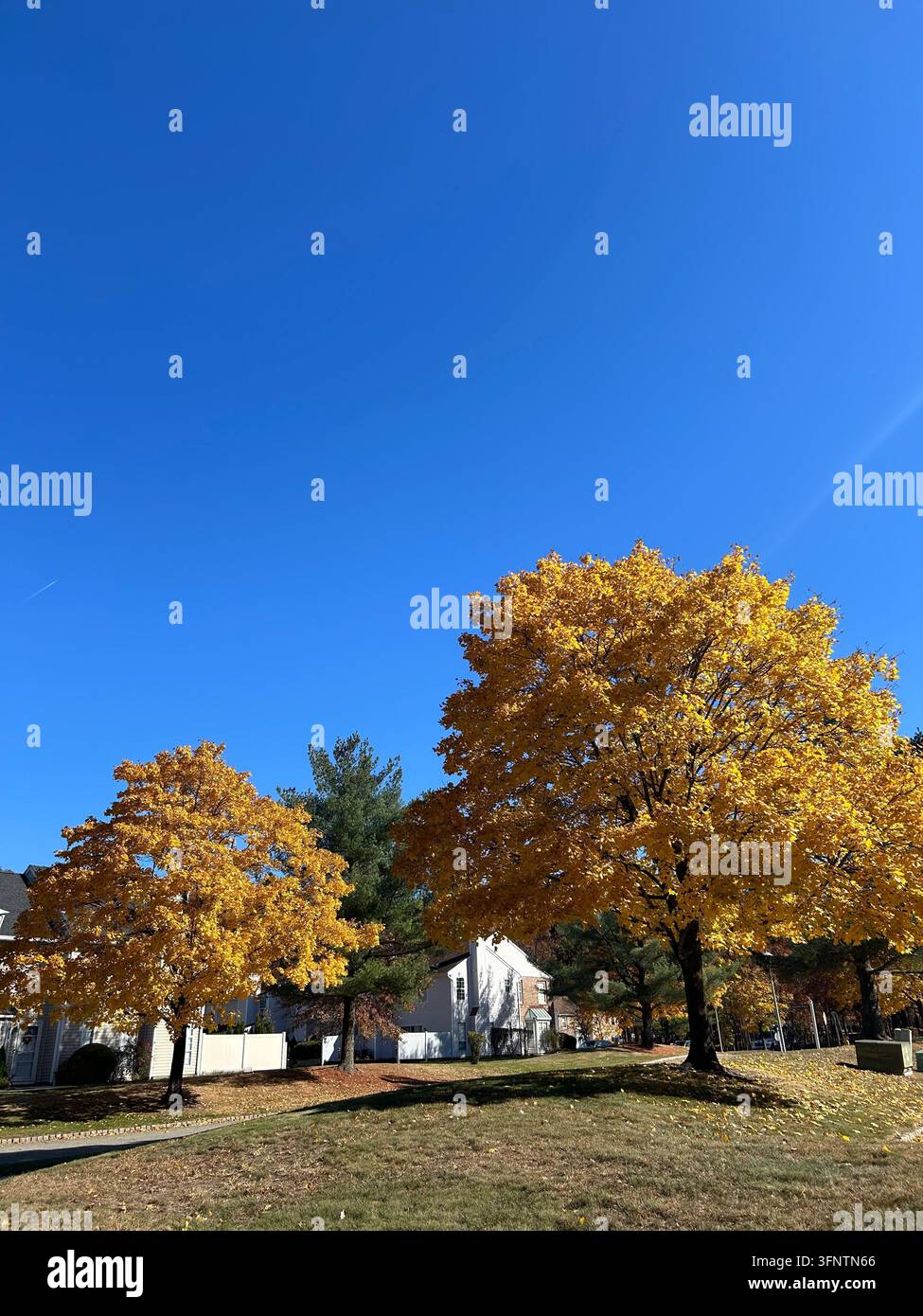 Fogliame giallo Foto Stock
