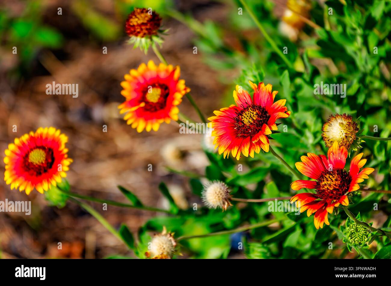 Fiori di coperta indiani (Gaillardia pulchella) crescono selvatici, 18 giugno 2024, a Dauphin Island, Alabama. Il fiore di coperta indiano è una pianta perenne. Foto Stock