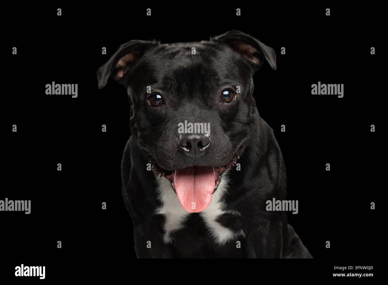 Cane Staffordshire bull terrier fissa intensamente la fotocamera con uno sguardo interrogativo come se chiedesse che ci fai qui, lingua visibile, mantello scuro e lucido Foto Stock